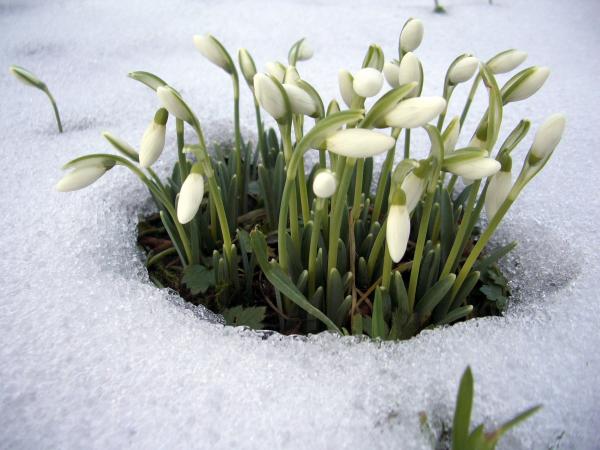 Snowdrop