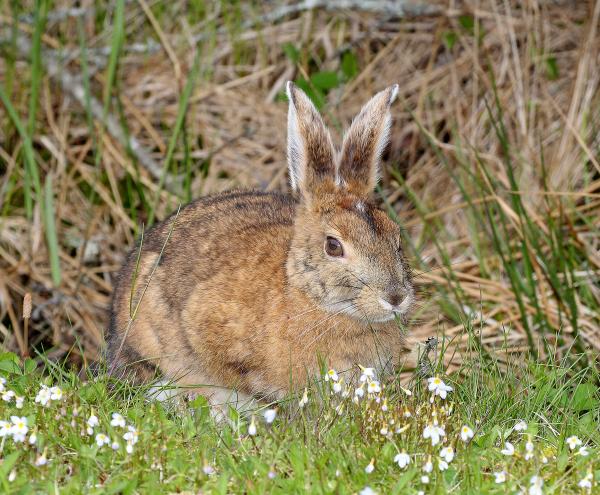 SNOWSHOE HARE (Lepus americanus) (5-28-2015) quoddy head, washington co, maine -01