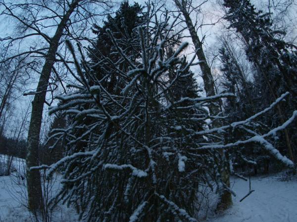 Snowy day