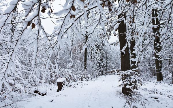Snowy day