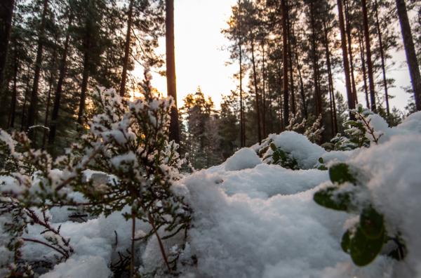 Snowy Forest