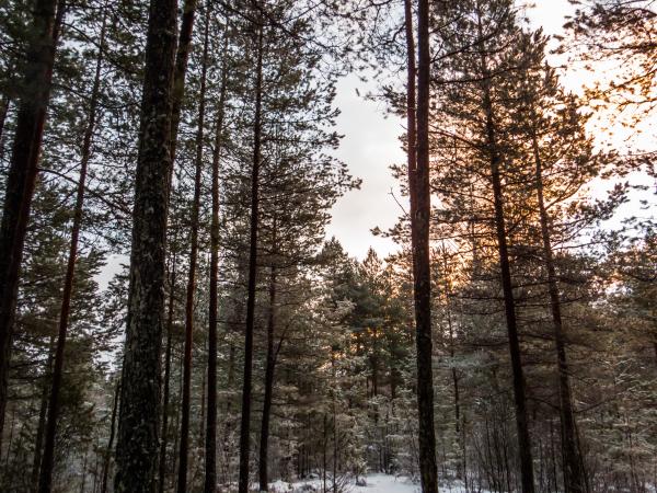 Snowy Forest