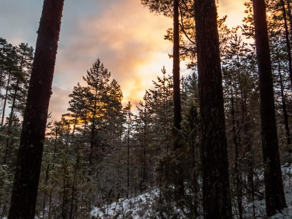 Snowy Forest