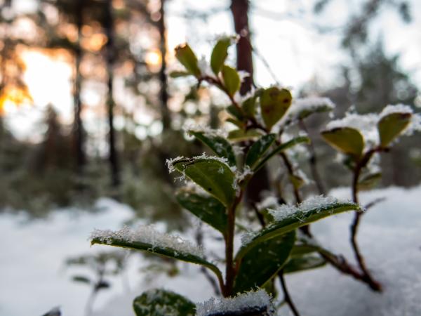 Snowy Forest