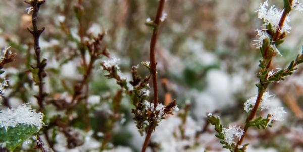 Snowy Forest