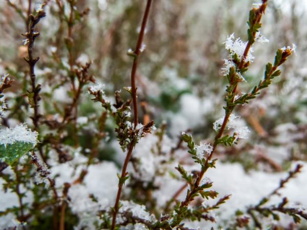 Snowy Forest