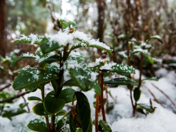 Snowy Forest