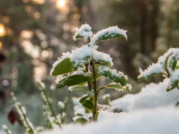 Snowy Forest