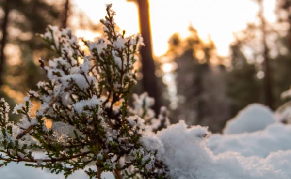 Snowy Forest