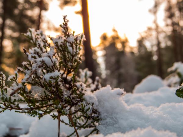 Snowy Forest
