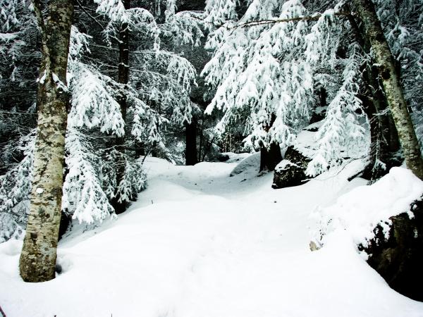 Snowy forest