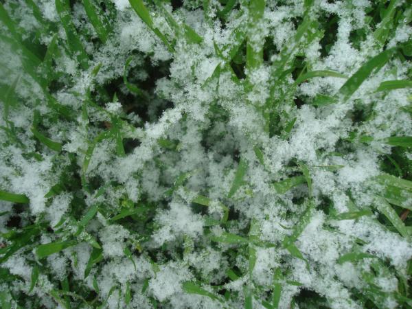 Snowy grass