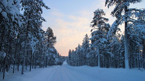 Snowy landscape