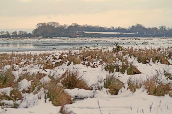 Snowy Marsh