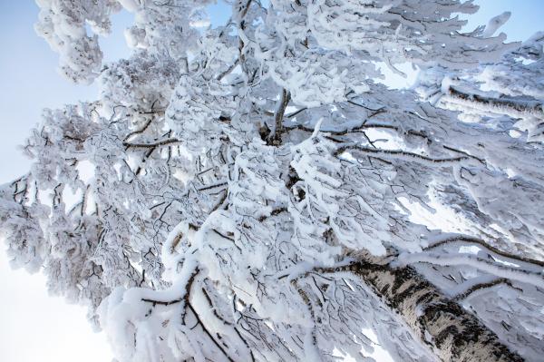 Snowy tree