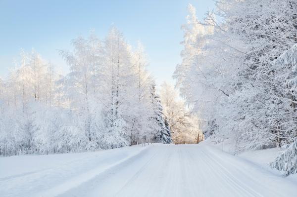 Snowy trees