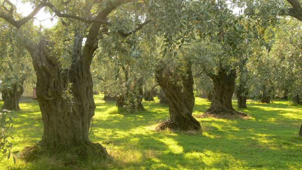 So many trees