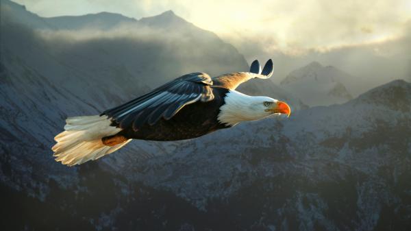 Soaring High