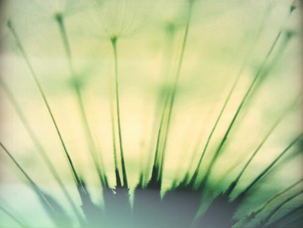 Soft Dandelion