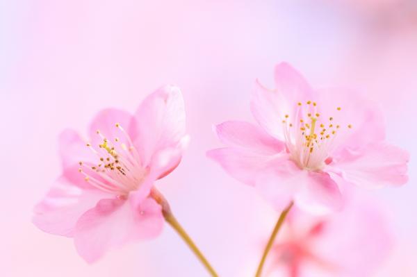 Soft Flowers