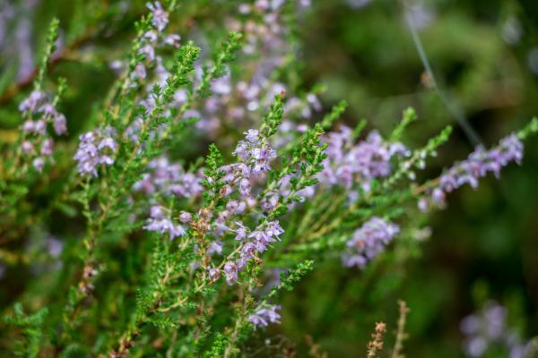 Soft touch of nature