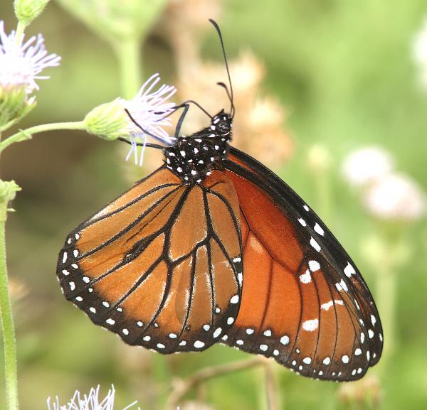 SOLDIER (Danaus eresimus) (11-6-13) the butterfly center, mission, tx -01