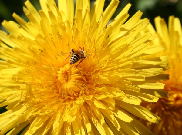 Solitary Dandelion