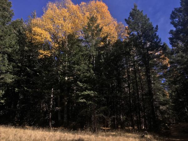 Some Aspen Color Left