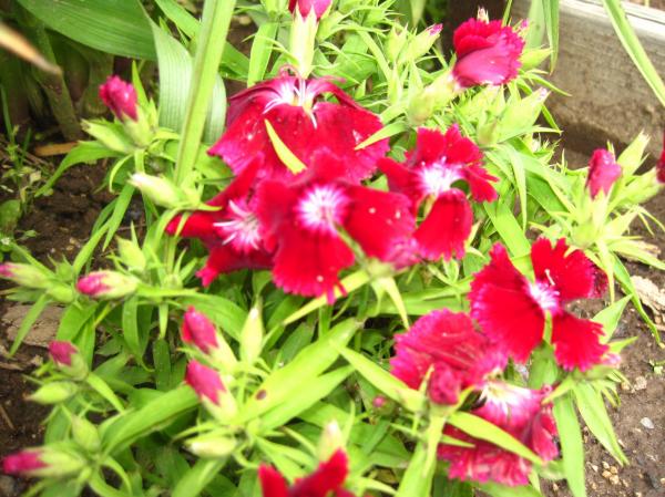 Some flower