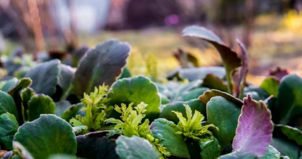 Some plants