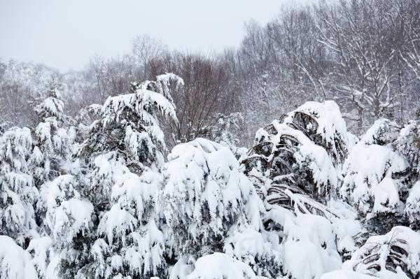 Some snowy plants