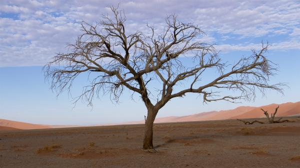 Sossusvlei Duene 45