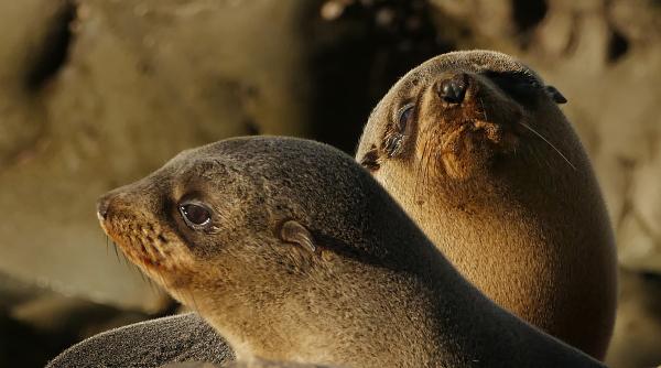 Southern NZ Fur seal pups.