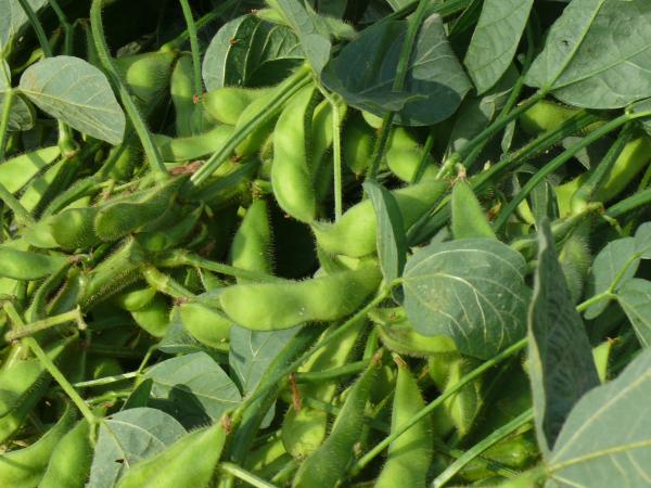 Soy plants