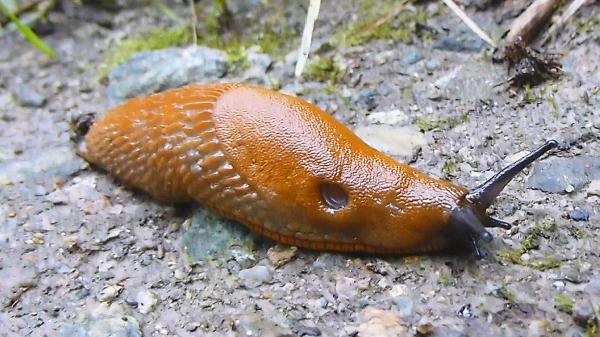 Spanish Slug