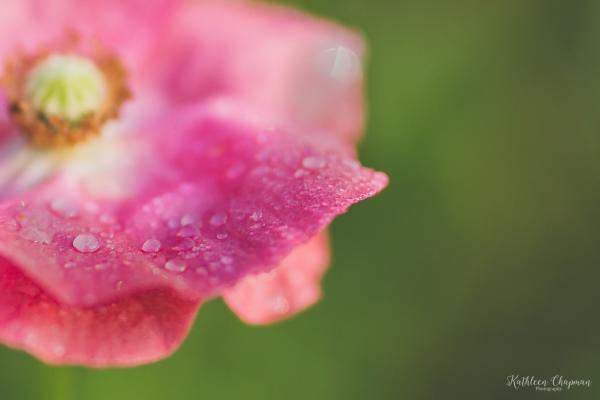 Sparkling Dewdrops