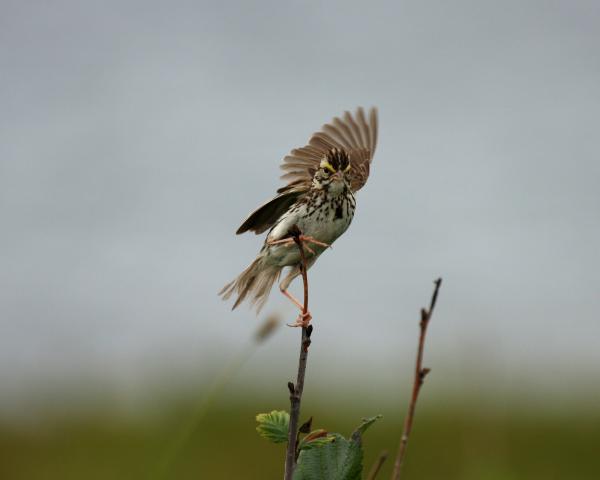 Sparrow