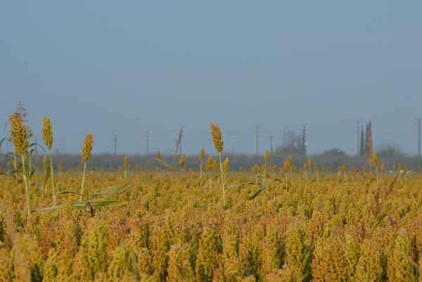 Sparrow in the Cornfield