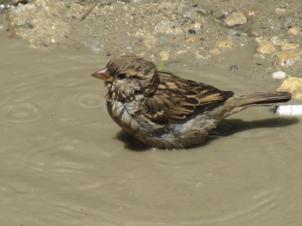 Sparrow taking a bath