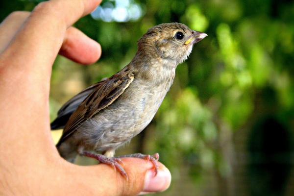 Sparrow