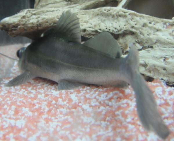 Sperata or catfish from behind