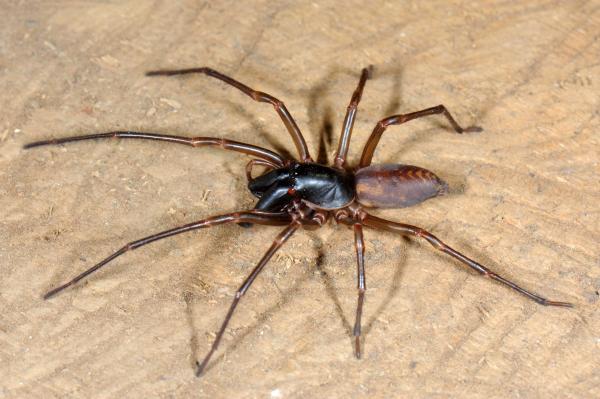 Spider