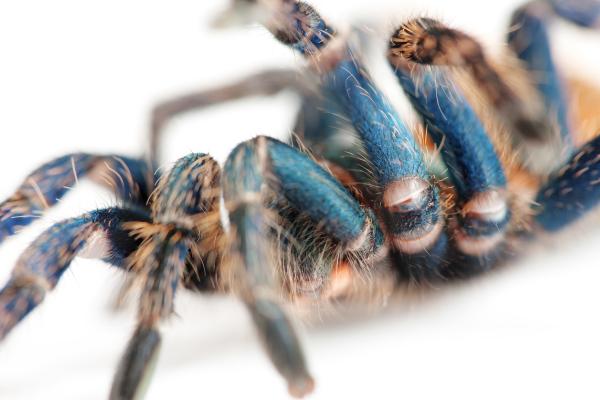 spider