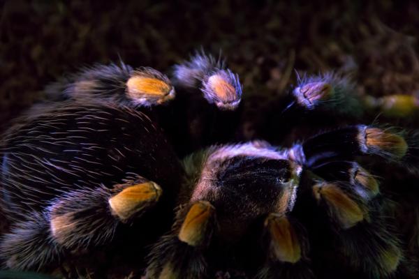 Spider