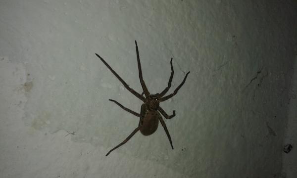 Spider