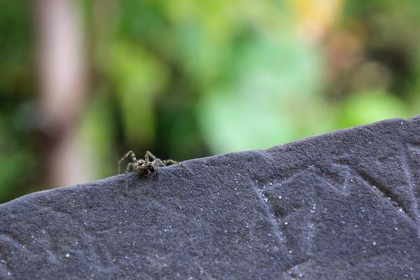 Spider