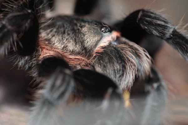 spider