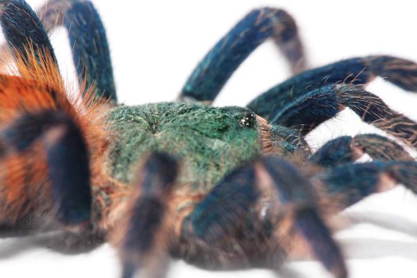 spider