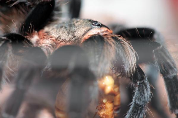 spider