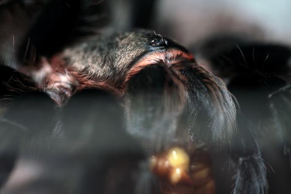 spider